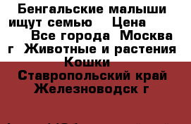 Бенгальские малыши ищут семью) › Цена ­ 5 500 - Все города, Москва г. Животные и растения » Кошки   . Ставропольский край,Железноводск г.